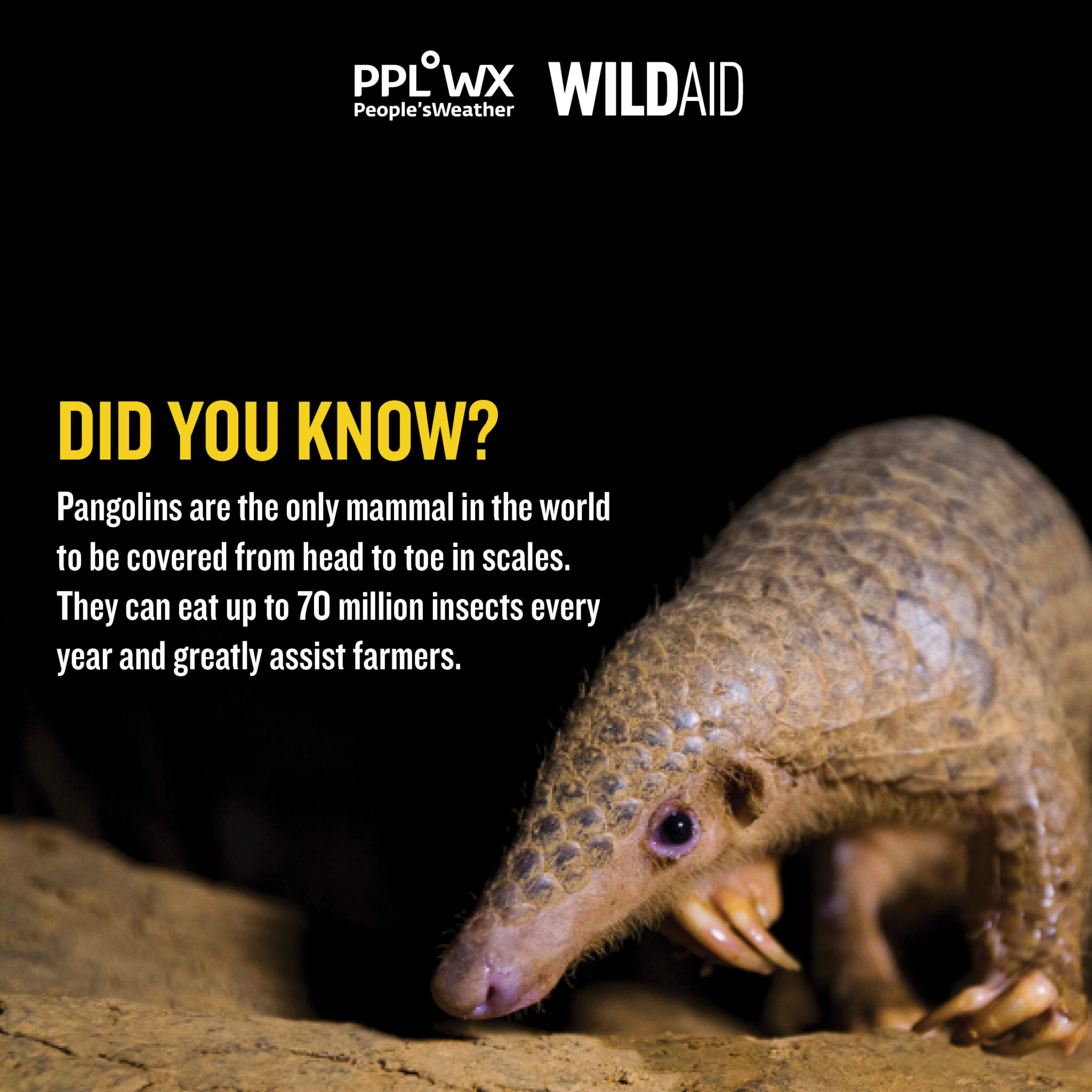 Three ways you can help us protect pangolins WildAid