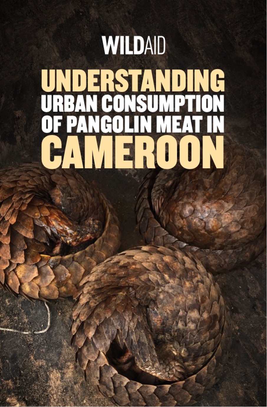 Pangolin conservation campaign launched for World Pangolin Day by the  Cameroon government and WildAid - WildAid