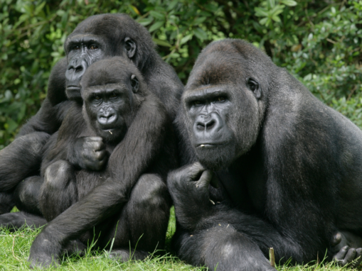 Nigeria only has 100 Cross River gorillas remaining