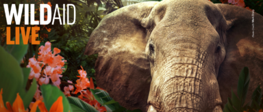 A photo of an elephant surrounded by brightly colored tropical flowers. Text over the top of the image reads: "WildAid Live November 16th, 2022"