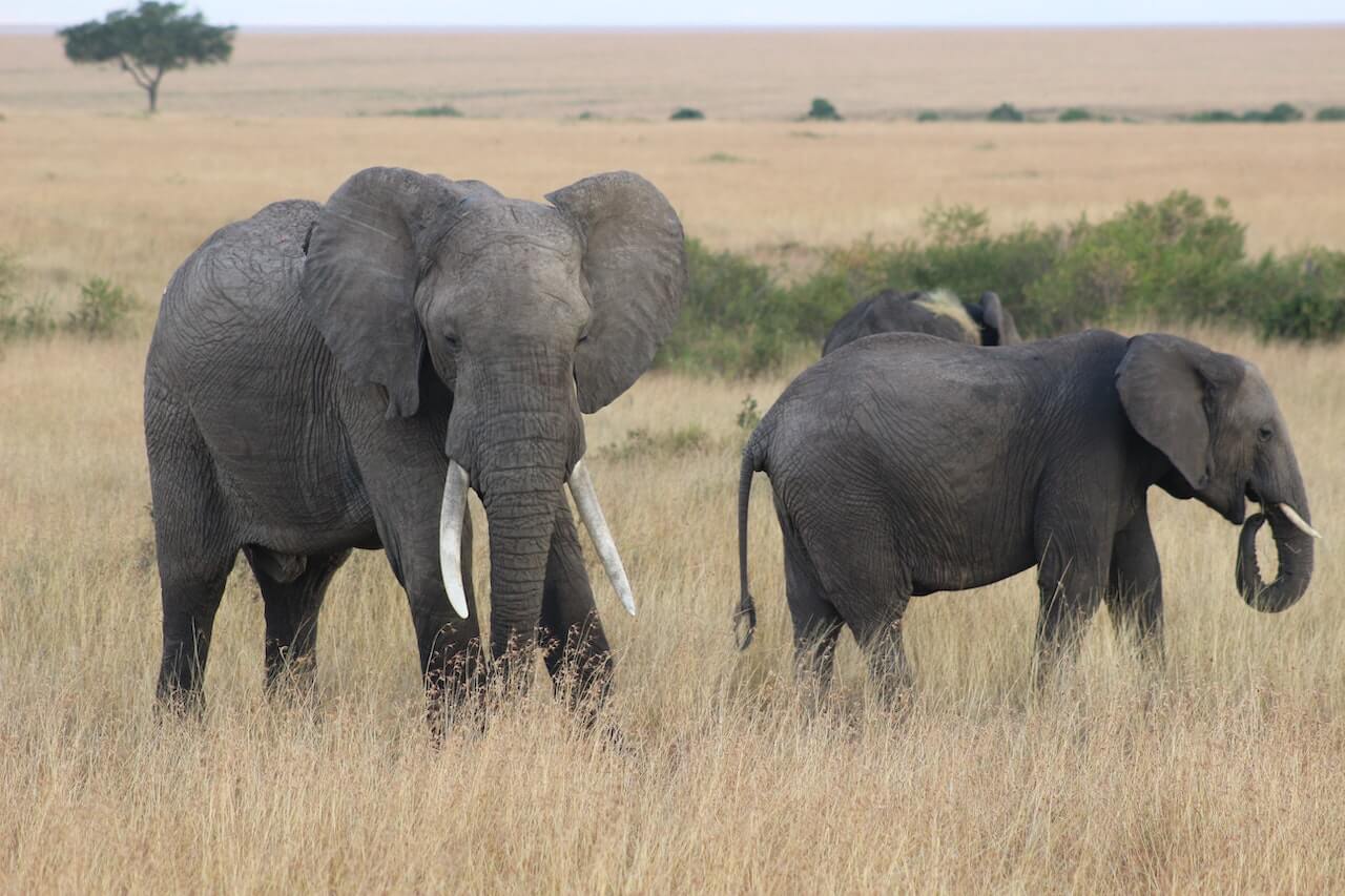 14 Things You Didn't Know About Today's Ivory Trade - WildAid