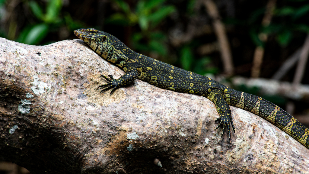 The Congo Basin is home to rare and endangered wildlife, vibrant plant life, and vast, unexplored forests.