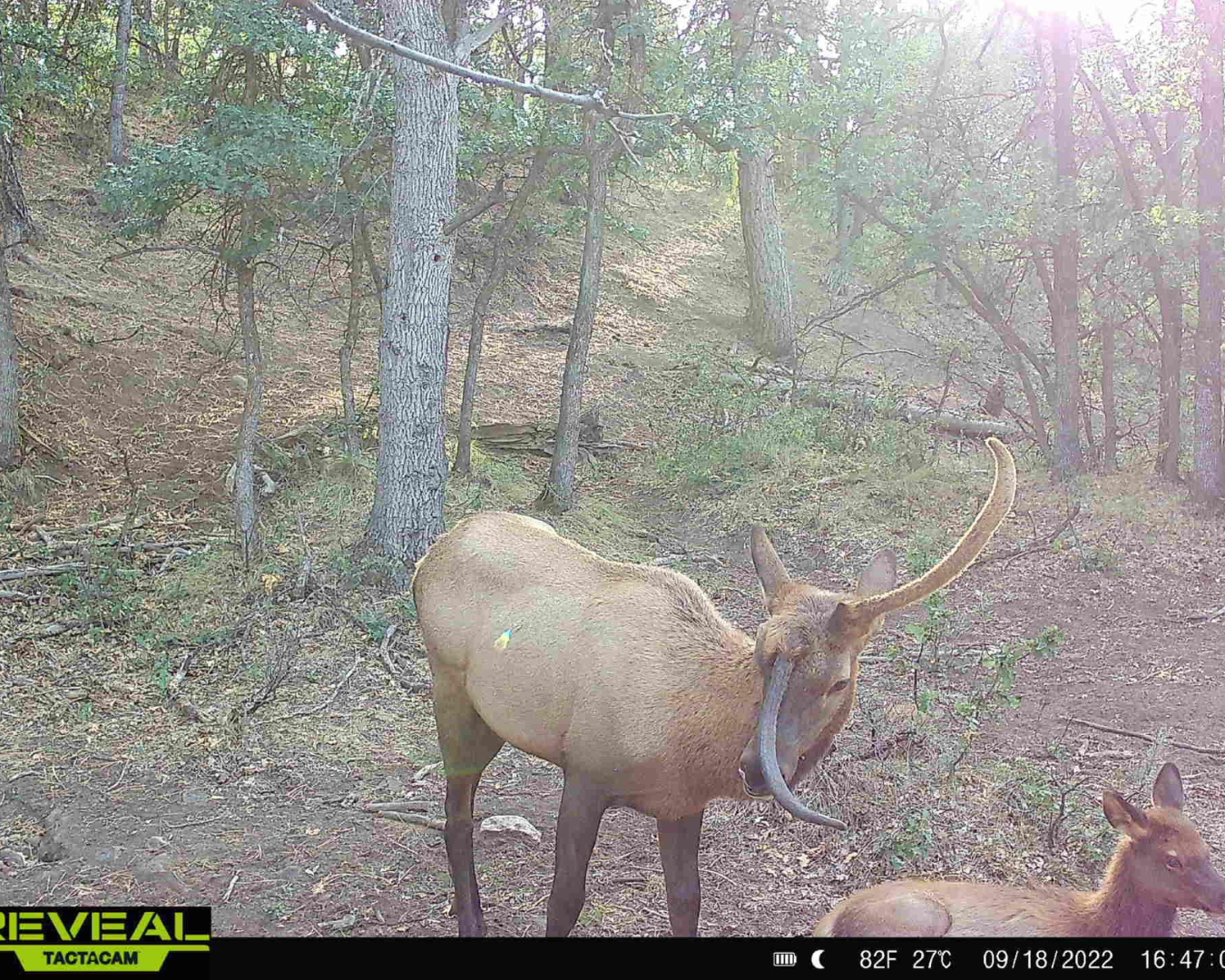 A still from a trail cam showing an elk with one of his antlers growing in the center of his forehead, much like a unicorn.