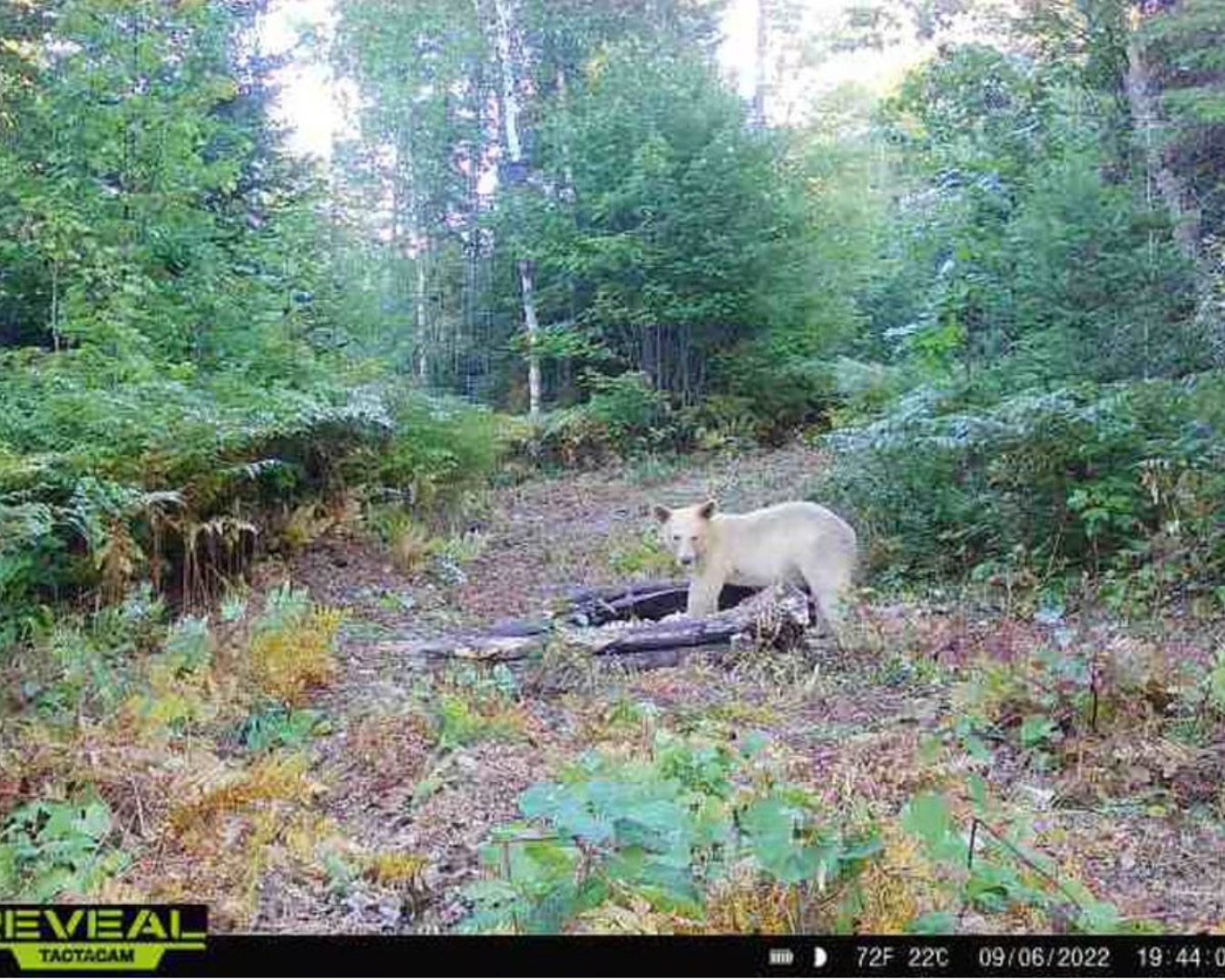 A still from a trail cam showing a bear with all white fur walking through a forest.