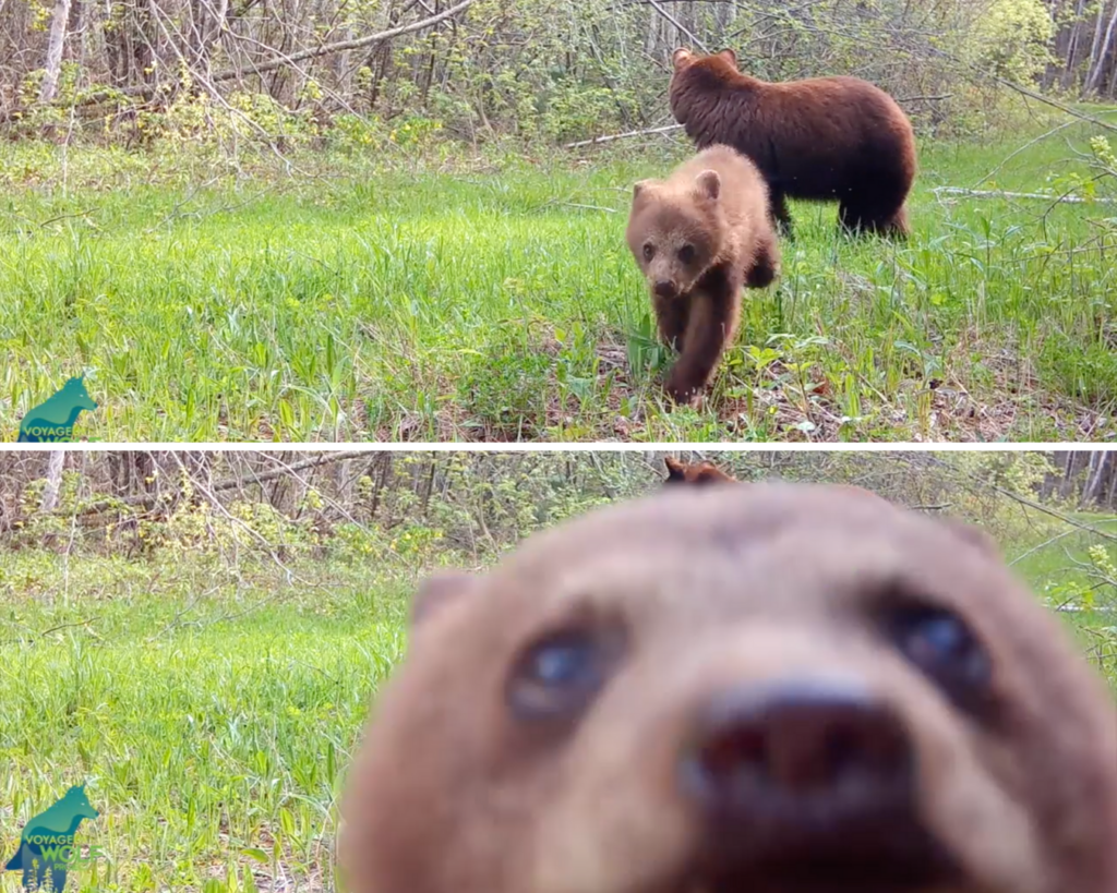 A collage of two still images captured by a trail cam. The top image shows a mother brown bear and her cub, as the cub runs toward the camera. The second image shows a humorous closeup of the cub's face.