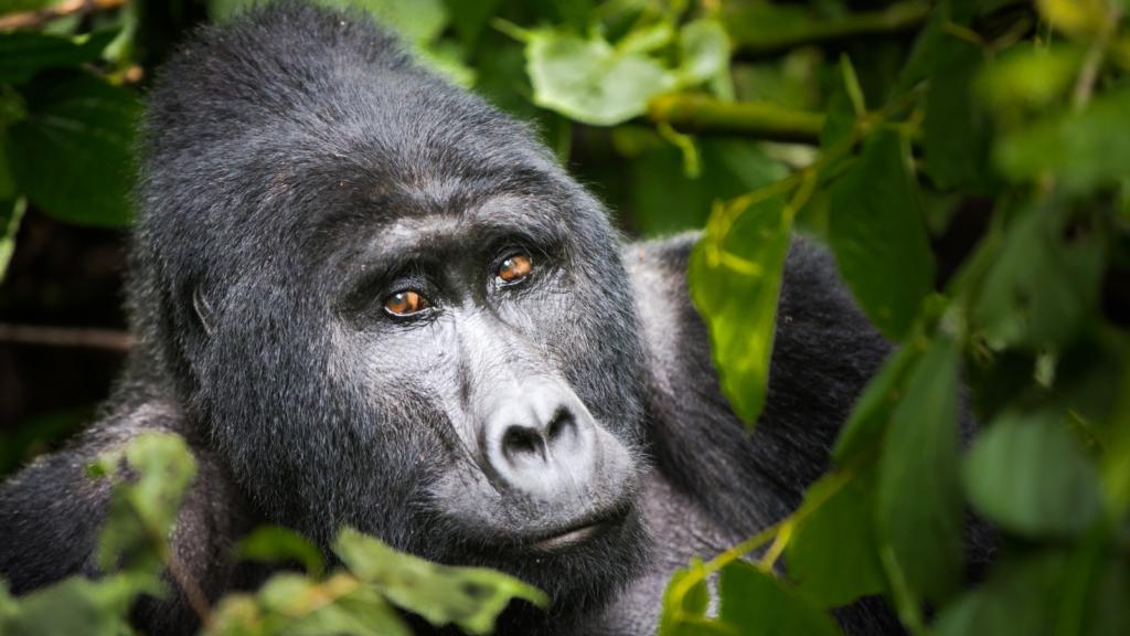 Congo Basin hosts the highest density of great apes in their natural habitat in the world.