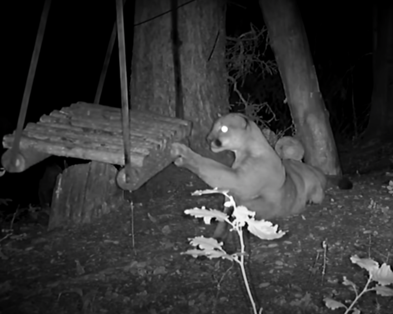 A still captured from a trail cam of a mountain lion playing with a wooden swing with her paw.
