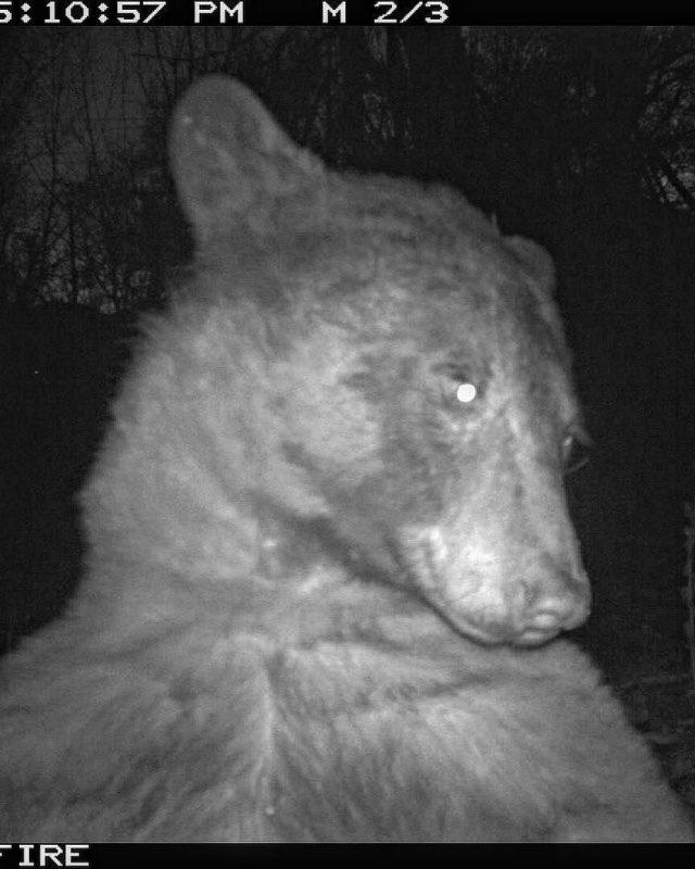 A bear appears to take a selfie using a trail cam