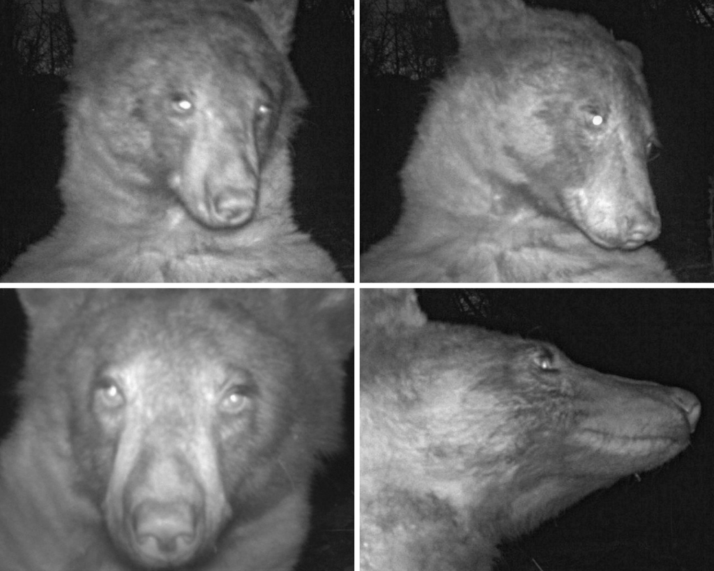 A collage of four black and white photos of a bear captured by a trail cam.