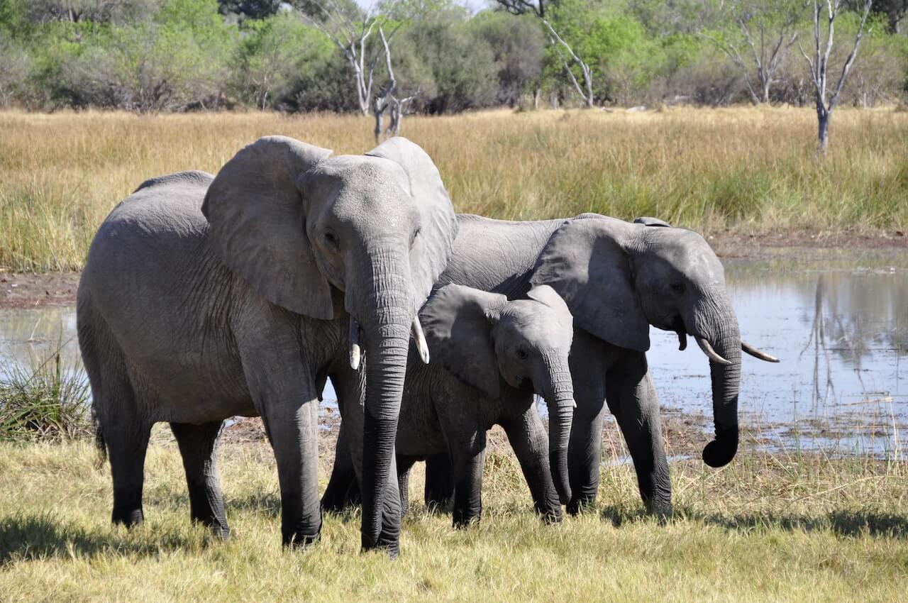 5 Ways Climate Change Is Affecting Elephants and 1 Surprising Way They