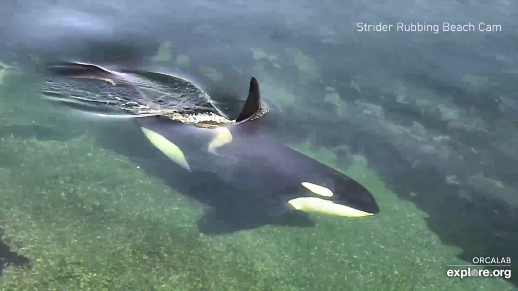 A still from a livestream of OrcaLab Main Cams in Hanson Island, B.C., Canada. The still shows an aerial view of an orca swimming underwater.