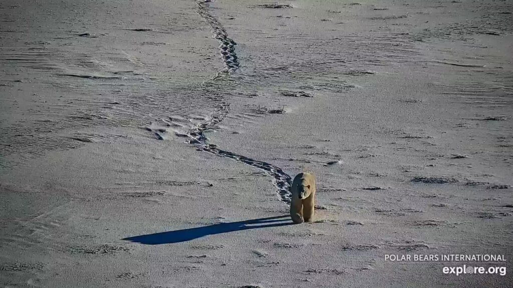 A still taken from a livestream of Polar Bears Cape West at Wapusk National Park. The still shows a polar bear walking through the snow followed by his trail of tracks in the snow.