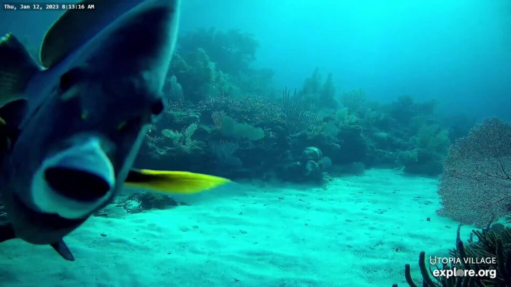 A still taken from a livestream of Utopia Village Underwater Reef in Utila, Honduras. The underwater still shows a coral reef and a fish inspecting the camera.