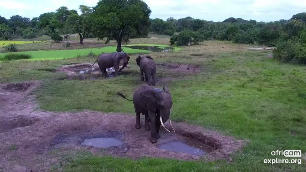 A still taken from a livestream of Tembe Elephant Park. The still shows three elephants standing in a grassy green area dotted by watering holes.