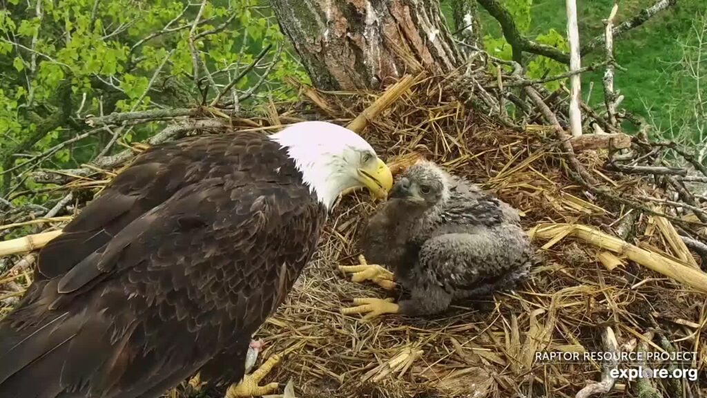 A still taken from a livestream of a bald eagle nest in Decorah, Iowa. The still shows an adult bald eagle feeding an older chick in the nest.
