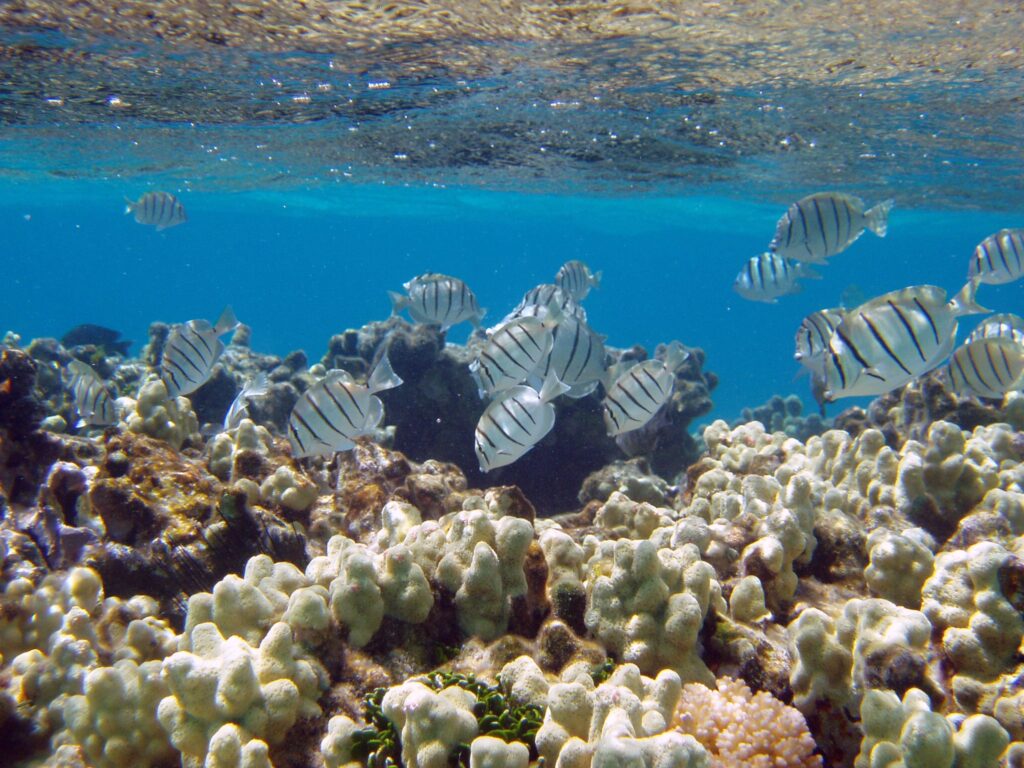 A school of striped fish swim over a coral reef.