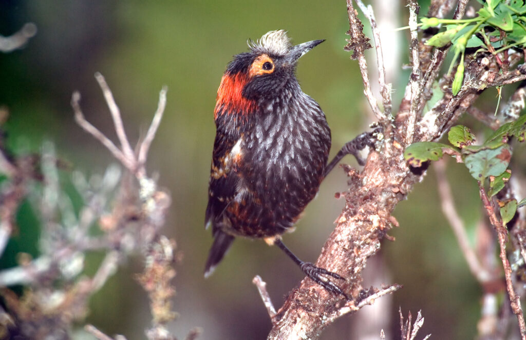 A Akohekohe bird sits on a branch.