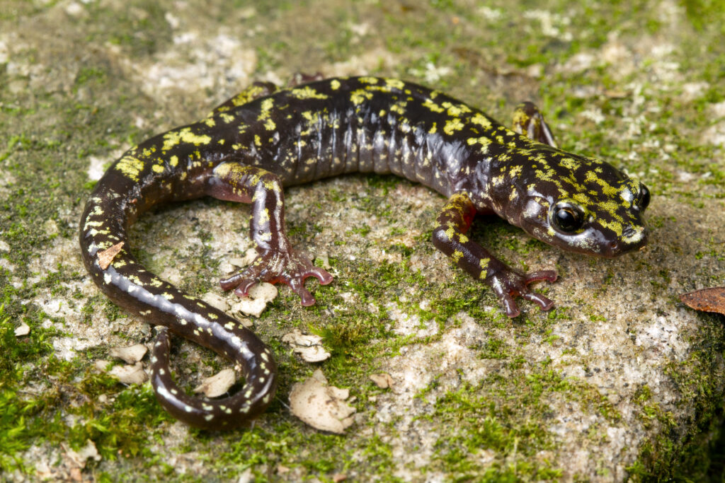 A Hickory Nut Gorge Green Salamander sits on a mossy stone.