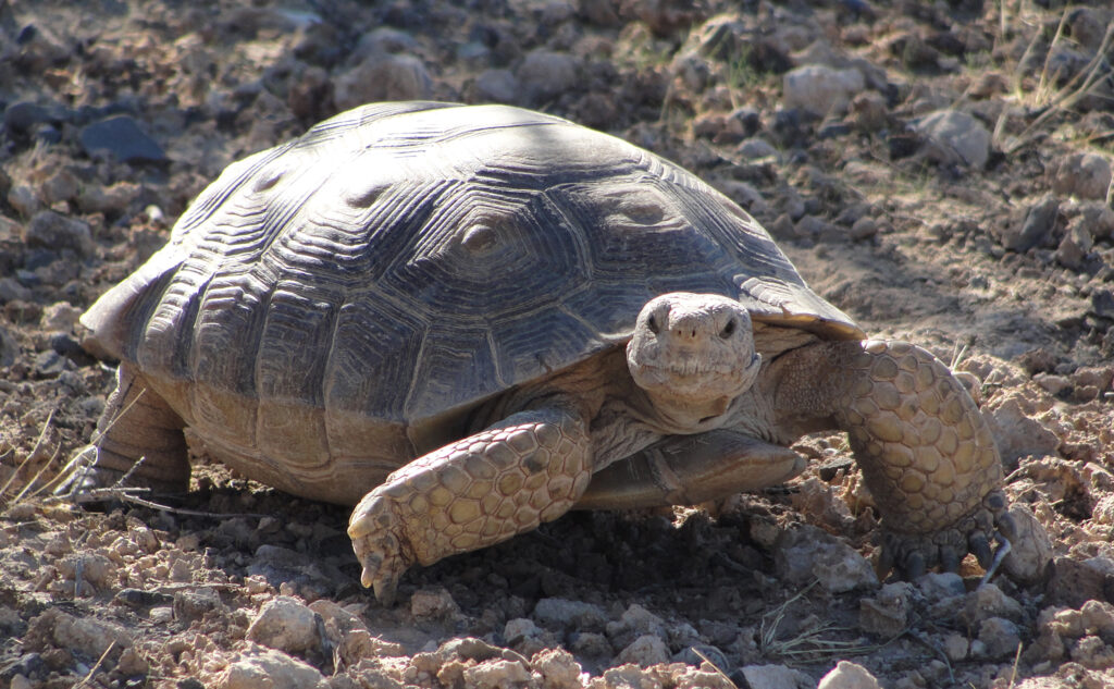 A Mojave Desert Tortoise walks along rocky terrain.