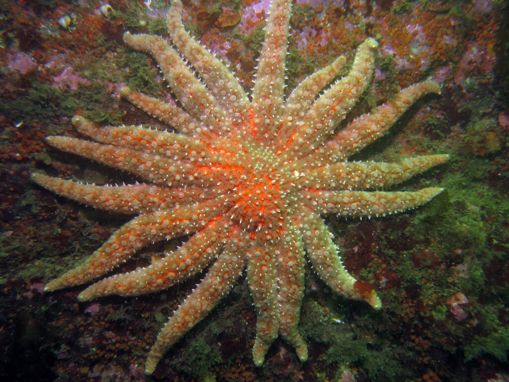 A sunflower sea star sits on the ocean floor.