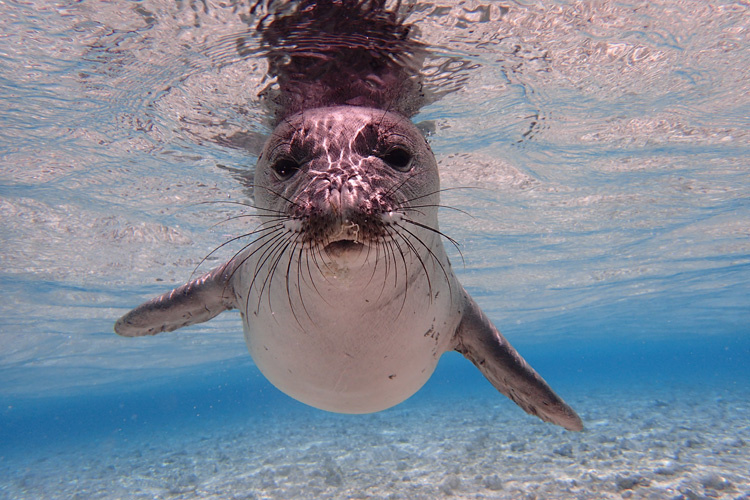 A Hawaiian Monk Seal swims just below the surface of the water.