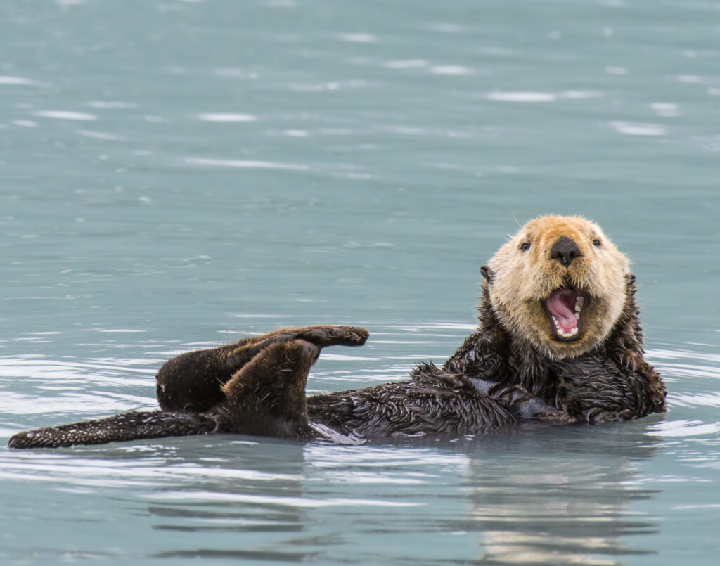 A sea otter swims on their back and appears to smile at the camera.