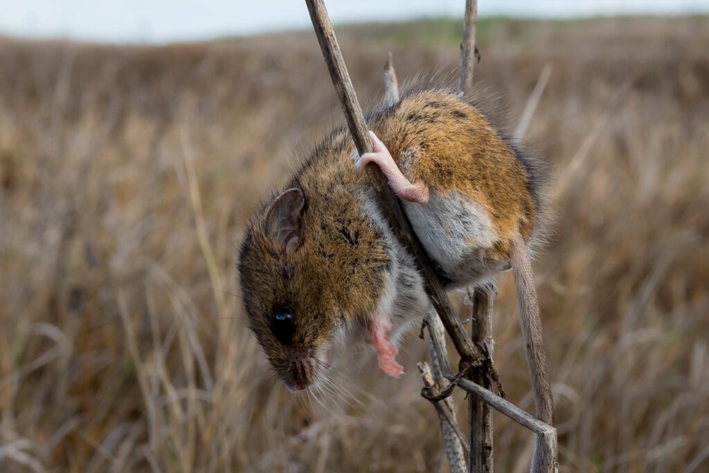 A salt marsh harvest mouse balances on a twig in a field.