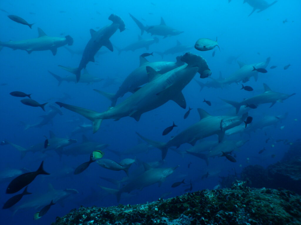 A group of hammerhead sharks swim underwater.