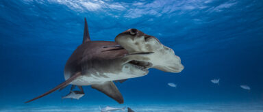 A great hammerhead shark swims along the ocean floor.