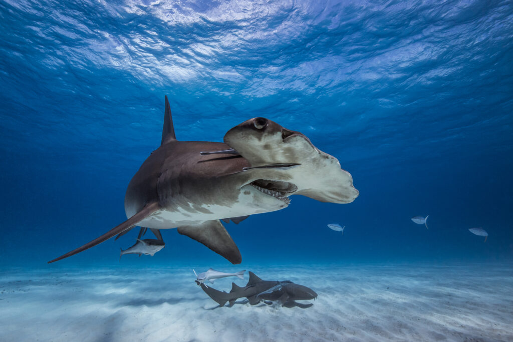 A hammerhead shark swims underwater