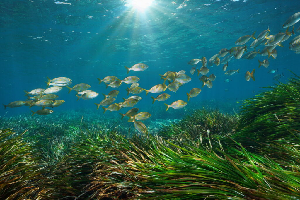 Mediterranean sea school of fish with seagrass and sunlight underwater