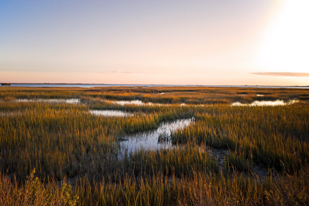Salt marsh on the Virginia coast in USA in the golden sun at sunset. 