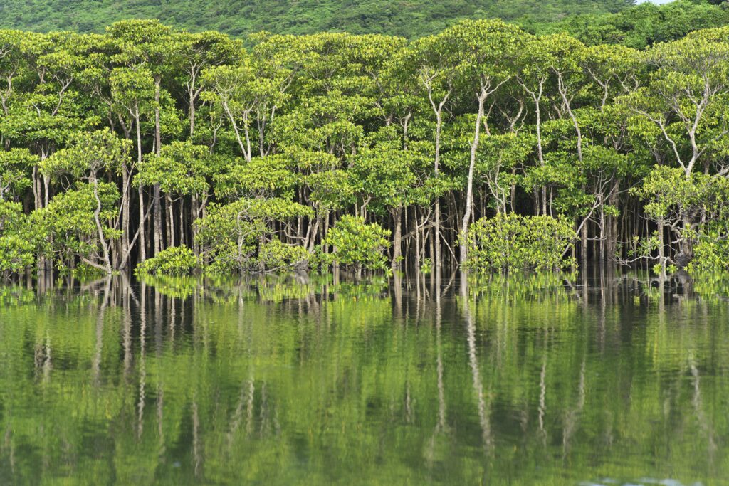 A green mangrove forest reflects in a river.