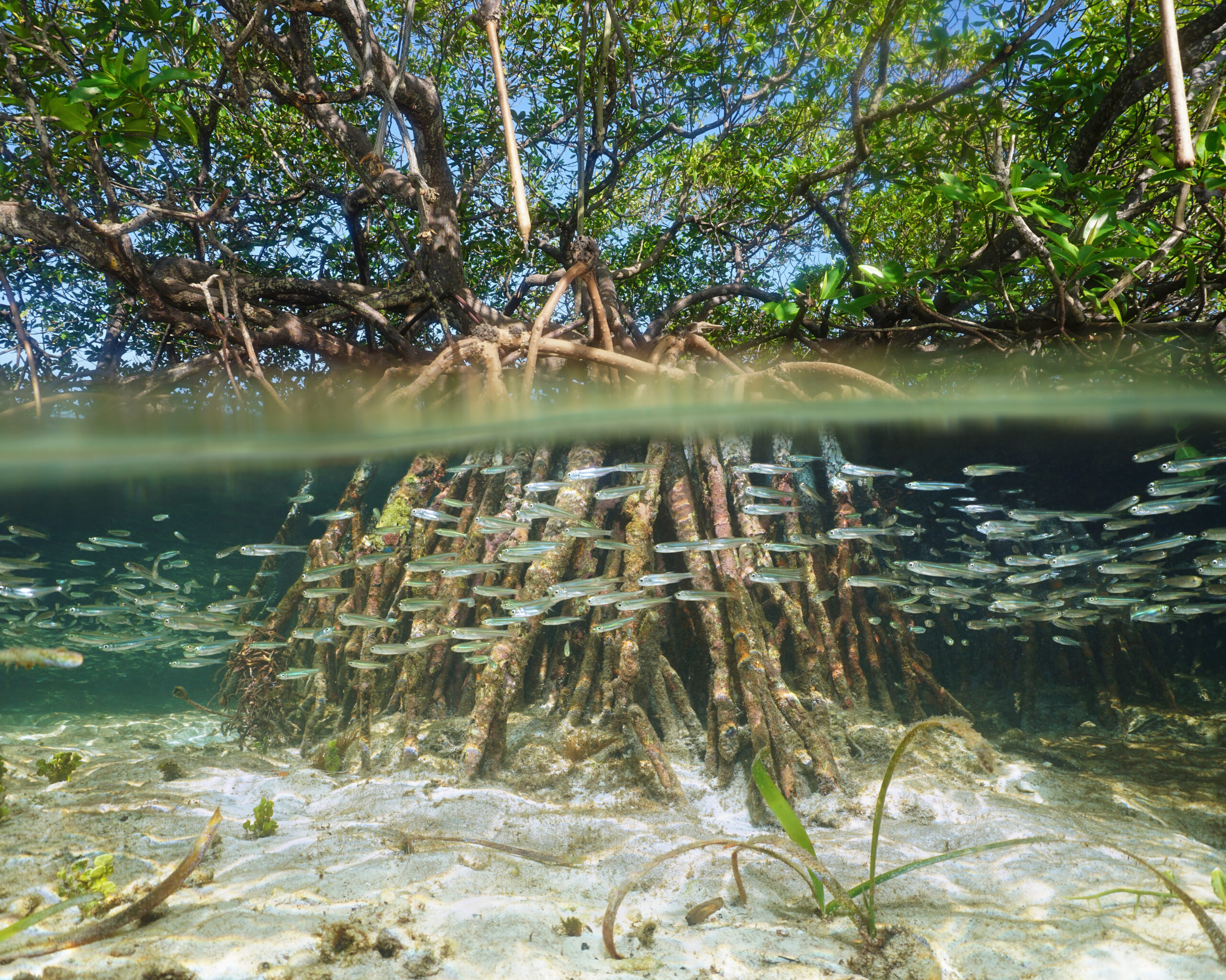 Mediterranean sea fish with seagrass underwater - WildAid