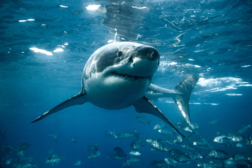 Great white shark looks straight into the camera.
