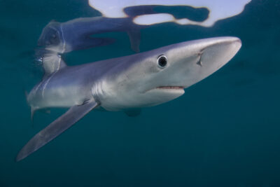 A shark swims just below the water's surface.