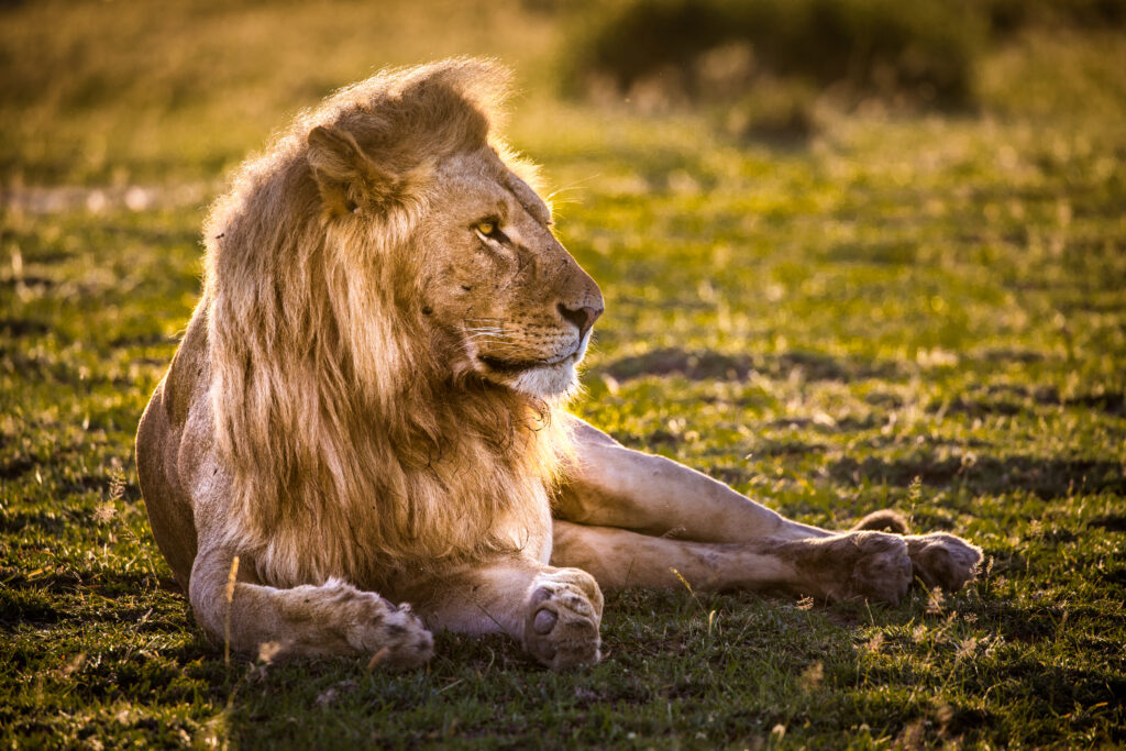An adult male lion laying on the grass is backlit by the sun.