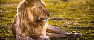 An adult male lion laying on the grass is backlit by the sun.