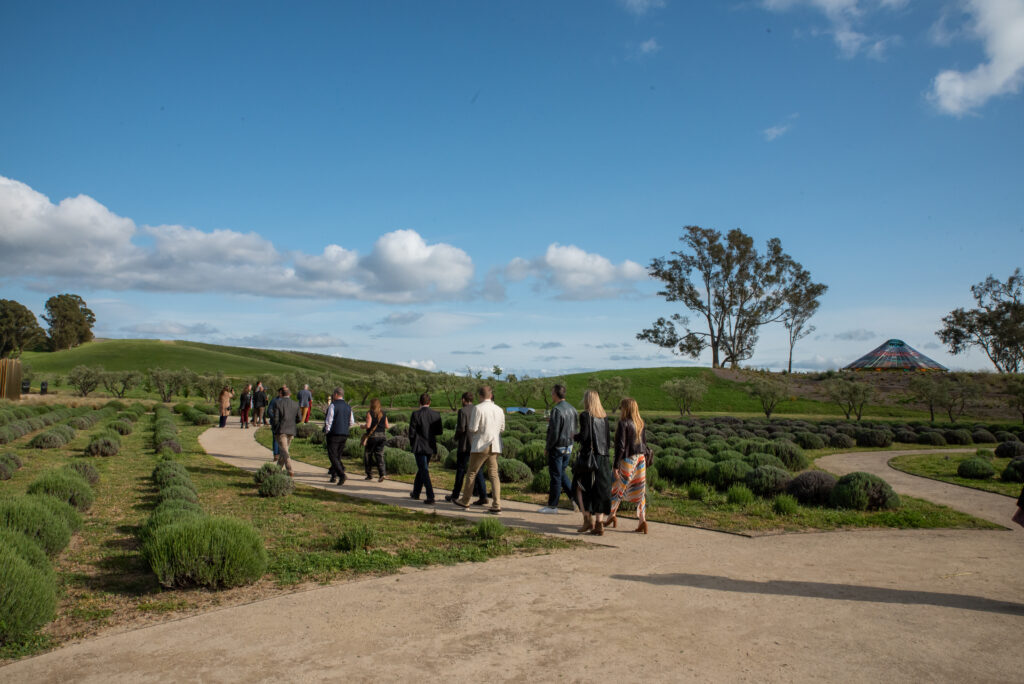 A group of people walk through a grassy vineyard.