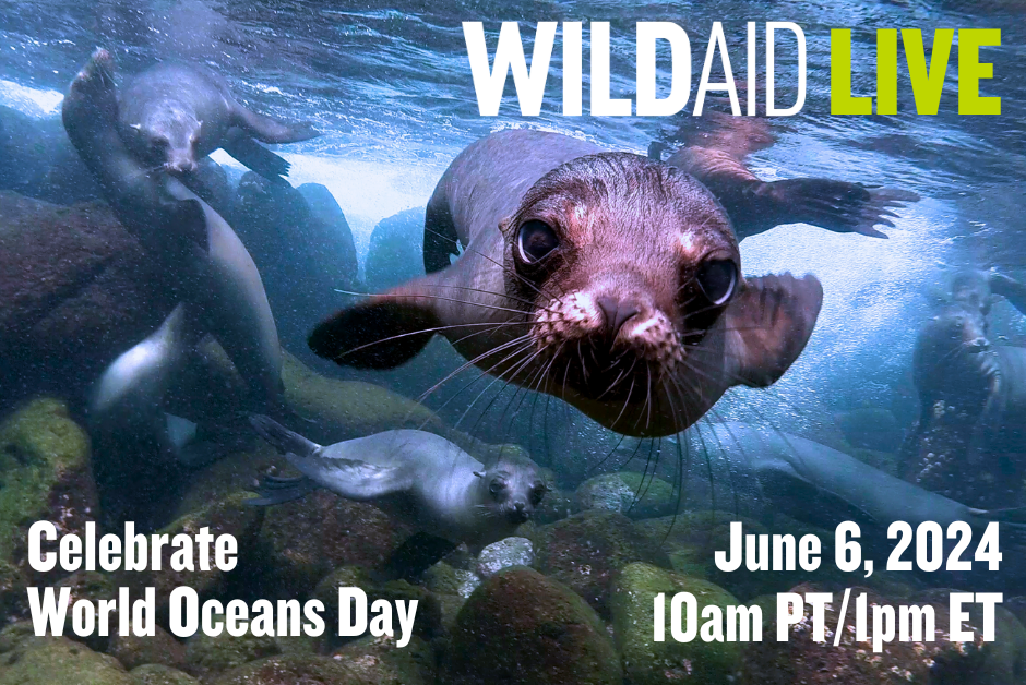 A photo of a lion with text over the top that reads WildAid Live Celebrate World Oceans Day, June 6, 2023, 10 am PT, 1 pm ET