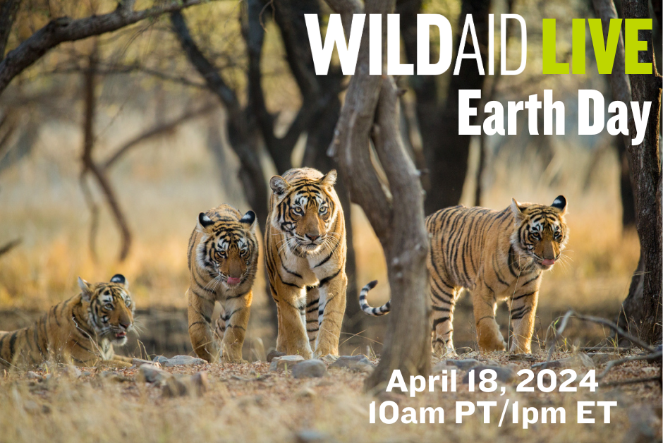 A photo of tigers with text over the top that reads WildAid Live Earth Day, April 18, 2023, 10 am PT, 1 pm ET