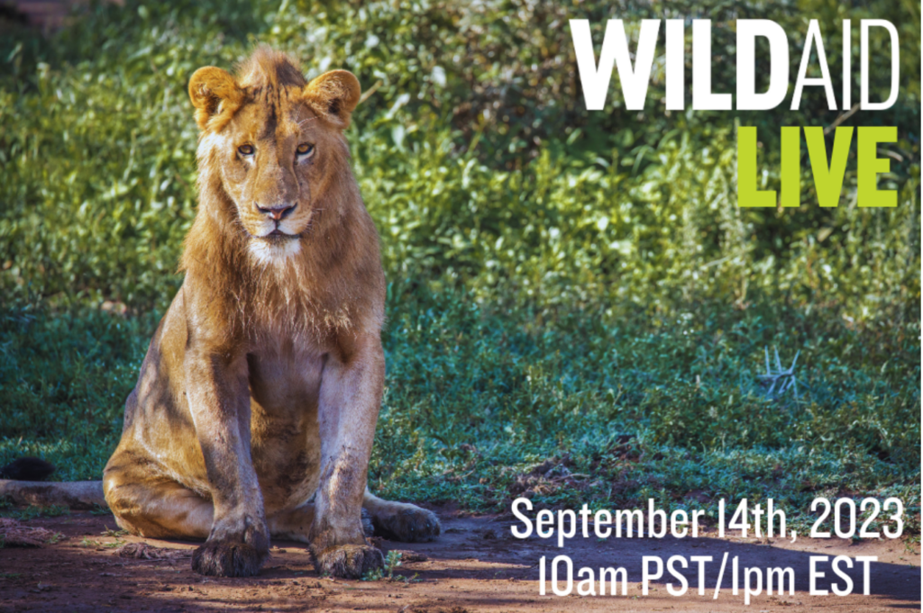A photo of a lion with text over the top reading: WildAid Live September 14th, 2023, 10am PST, 1pm EST