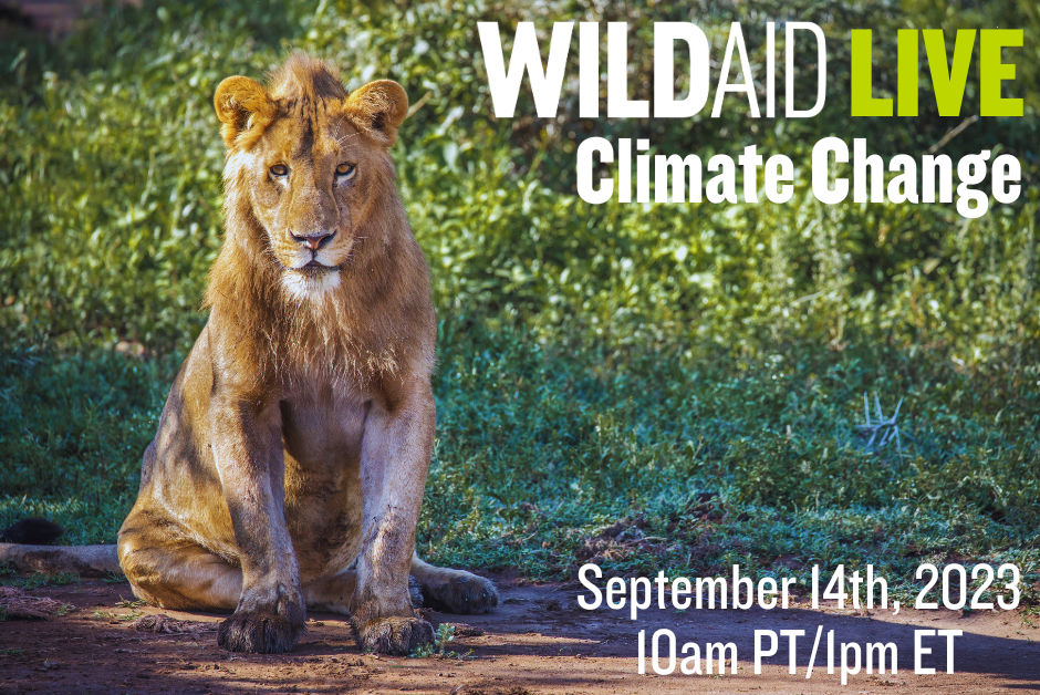 A photo of a lion with text over the top that reads WildAid Live Climate Change, September 14, 2023, 10 am PT, 1 pm ET