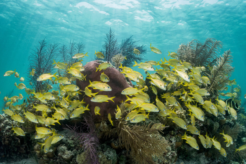 A school of yellow fish swims over a coral reef