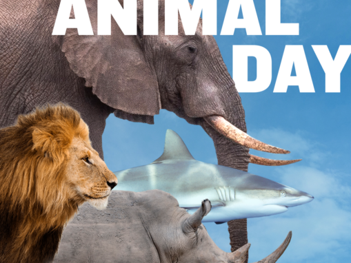 5 Ways To Support a Better World for ALL Animals on World Animal Day