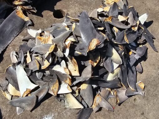 Illegal Fishing Vessel Carrying Over 600 Shark Fins, Sailfish, Marlin, and More Seized in Panama