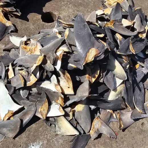 A pile of dozens of shark fins seized from an illegal fishing vessel.