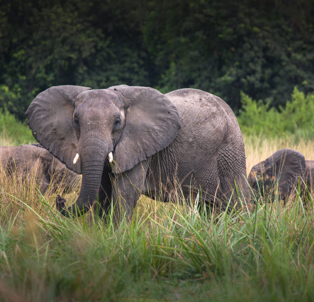 An elephant stands in a grassy savanna.