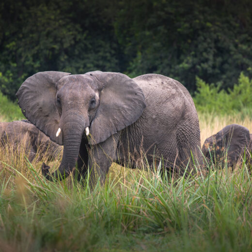 An elephant stands in a grassy savanna.