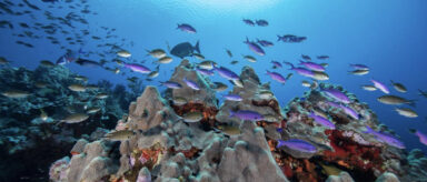 An underwater image of a school of fish swimming over a vibrant coral reef in Scorpion Reef, Mexico.